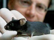 Genoma do camundongo mostra deficincias de seu uso como modelo animal