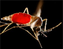 Sob protesto de cientistas, mosquito transgnico avana no Brasil