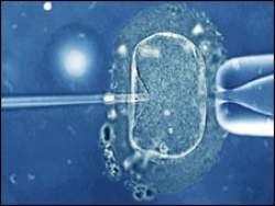 Cientistas aprimoram tcnica de fertilizao in vitro