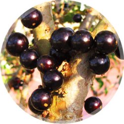 Sade na casca da jabuticaba