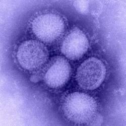 Ministrio da Sade lana tecnologia brasileira para diagnosticar vrus H1N1