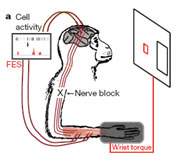 Ligao direta entre crebro e msculos reativa movimentos