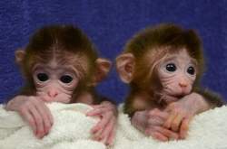 Cientistas criam macacos quimricos com seis genomas