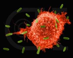 Cientistas identificam componente chave da metstase