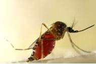 Descobertos fatores genticos que vrus da dengue usa para se reproduzir