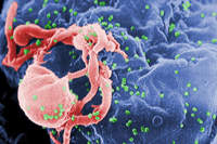 Gel anti-HIV oferece proteo em apenas 30% dos casos
