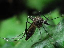 Fiocruz manifesta-se contra uso de inseticidas no combate  dengue