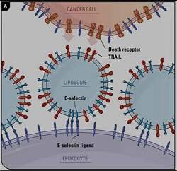 Células funcionalizadas impedem metástase do câncer
