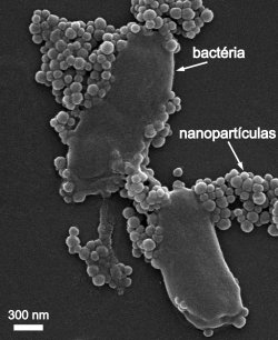 Nanopartculas para combater bactrias