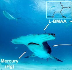 Carne e barbatana de tubaro contm altos nveis de neurotoxinas
