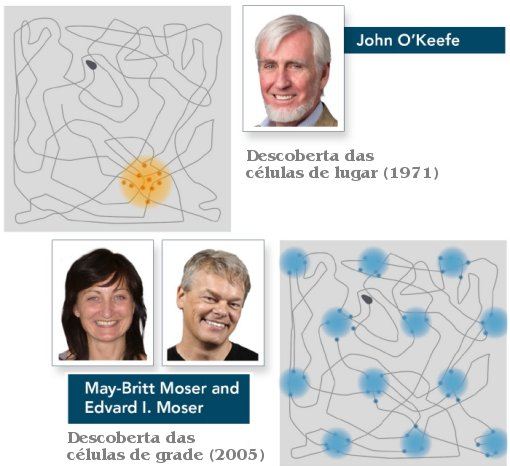 Nobel de Medicina premia descoberta do GPS do cérebro