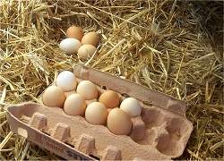 Saiba como comprar e preparar ovos para evitar contaminao