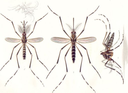 Vrus zika est ficando mais eficiente para infectar humanos