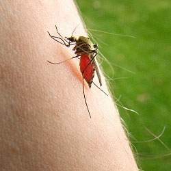 Mdicos confundem malria com outras doenas
