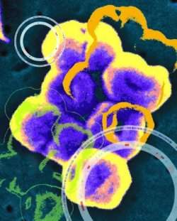 PPMO: nova forma de destruir infeces bacterianas sem antibiticos