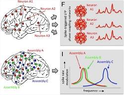 Neurnios entram em sintonia para que crebro funcione