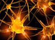 Deonas neuromusculares agora podem ser estudadas em simulador