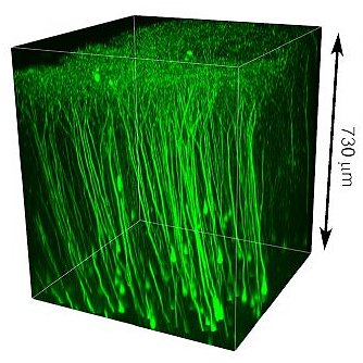 Neurnios vistos em 3D em super-resoluo