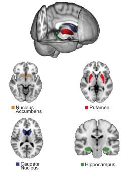 Tamanho do crebro influencia habilidades motoras e cognitivas