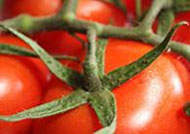 Parasita do tomate protege humanos contra Doena de Chagas