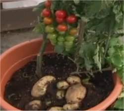 Planta hbrida produz tomate e batata ao mesmo tempo