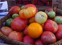 Tecnologia da Embrapa produz tomates sem resduos de agrotxicos