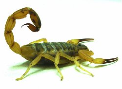 Anti-inflamatrio evita a morte por picada do escorpio amarelo