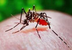 Mosquito infectado com bactria no transmite dengue
