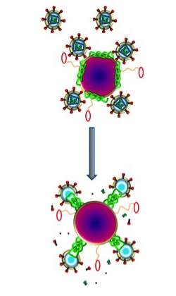 Nanopartculas com veneno de abelha destroem HIV