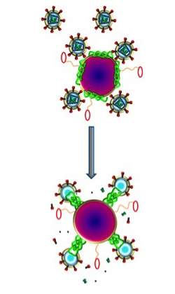 Nanopartículas com veneno de abelha destroem HIV