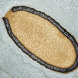 Cientistas revivem vrus gigante congelado h 30 mil anos