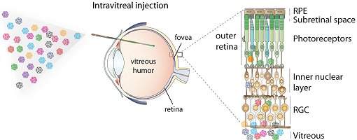 Terapia gênica usa vírus para restaurar visão