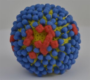 Ano de nascimento determina qual vírus da gripe irá lhe afetar