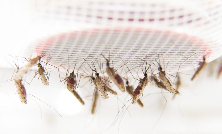 Mosquitos da malária picam mais pessoas já com malária