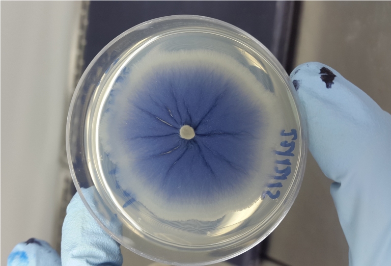 Descobertos na Antrtica fungos contra dengue