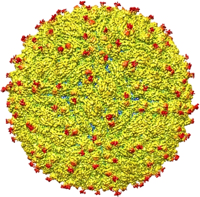 Identificada assinatura molecular do vrus zika