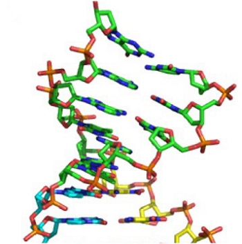 Replicao do DNA  um processo largamente aleatrio