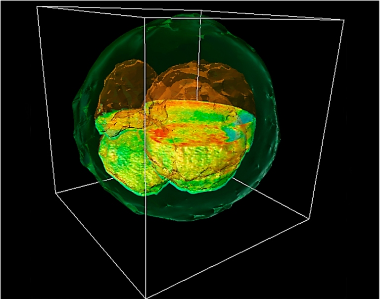 Nova tcnica de microscopia revela estrutura interna de embries