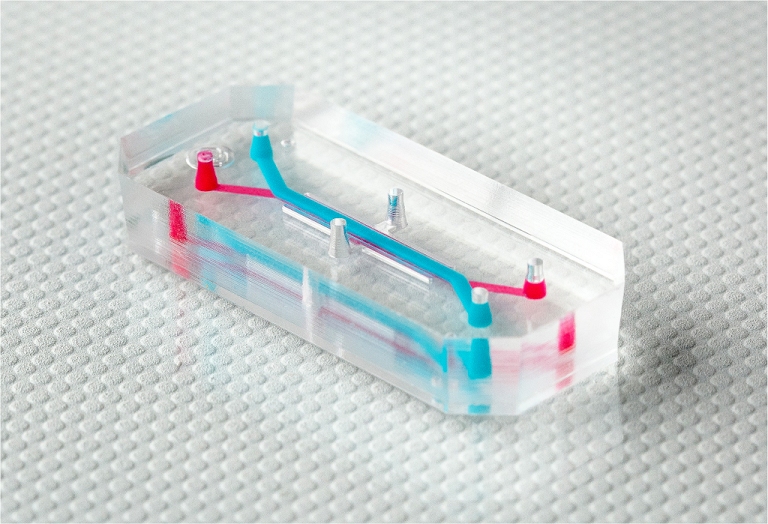 Revestimento intestinal humano  recriado dentro de um biochip