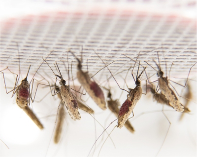 Pessoas infectadas podem gerar até 80% dos novos casos de dengue