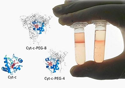 Processo limpo purifica proteínas para fármacos e biossensores