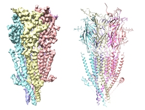 Sistema de serotonina  mais complexo do que se pensava