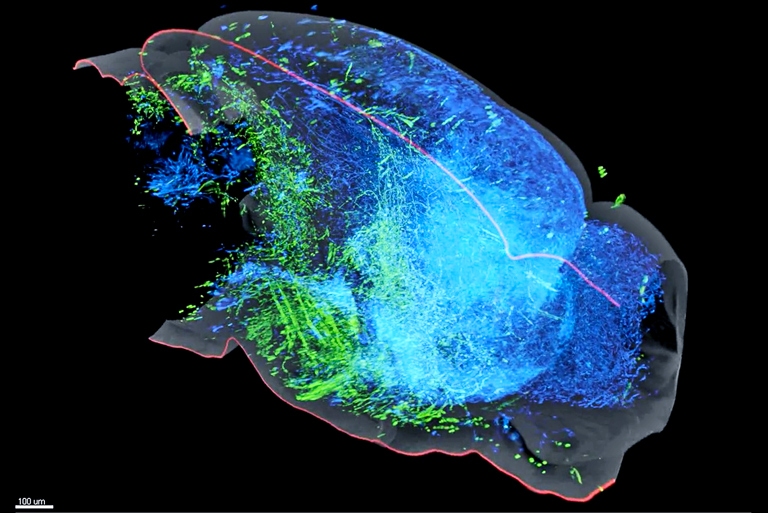 Sistema de serotonina  mais complexo do que se pensava