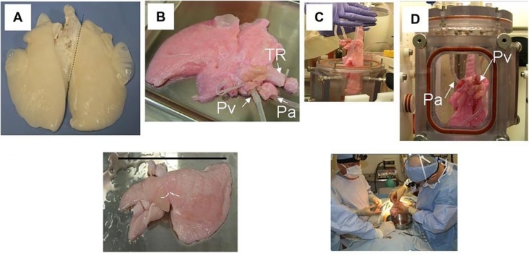 Pulmo criado em laboratrio  implantado com sucesso em animais