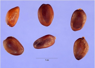 Proteína de planta brasileira inibe progressão do câncer