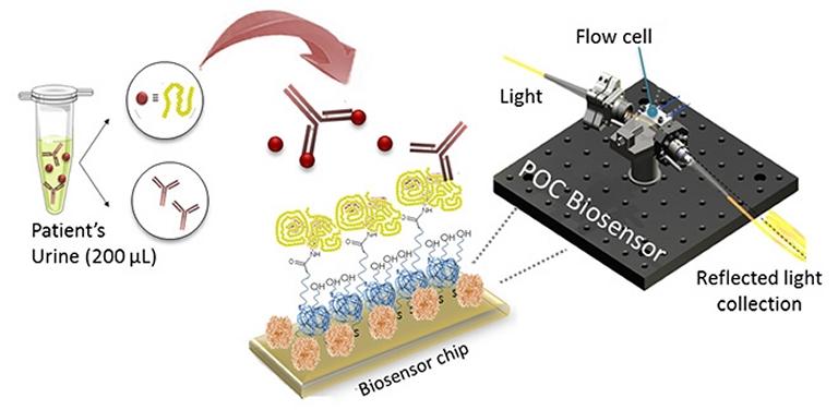 Biossensor detecta glten na dieta de celacos