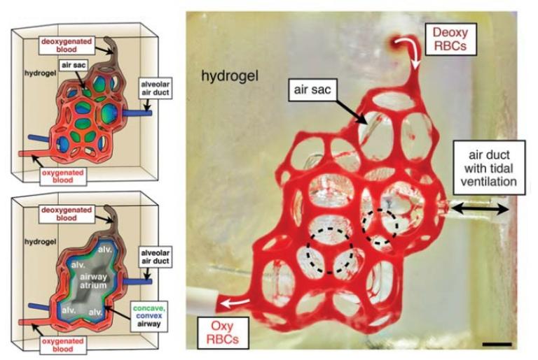 Impressão 3D de órgãos vivos viável com corante alimentar