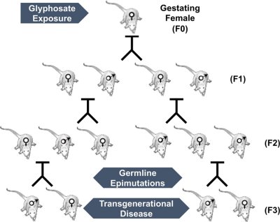 Glifosato produz doenas graves na segunda e terceira gerao de cobaias