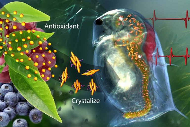 Substncia promete equilibrar oxidantes e antioxidantes no corpo e no ambiente