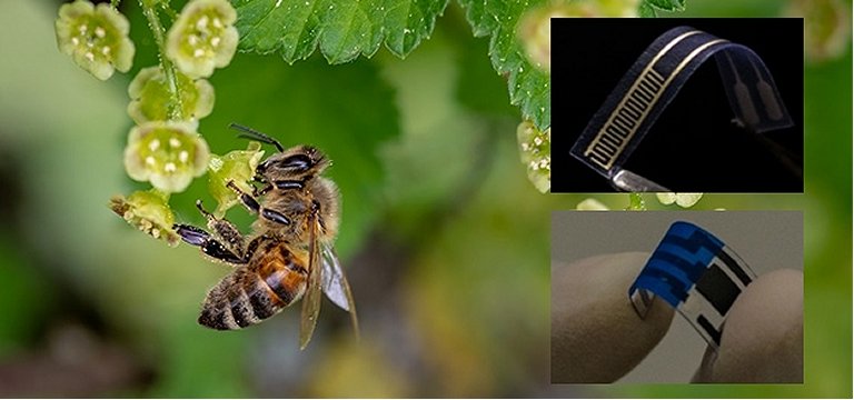 Sensor com molécula do ferrão de abelha detecta bactérias em alimentos e bebidas